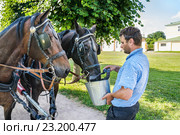 Извозчик поит лошадей из ведра (2016 год). Редакционное фото, фотограф Алёшина Оксана / Фотобанк Лори
