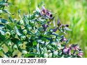 Нонея темно-бурая (Nonea rossica). Цветущее растение крупным планом. Стоковое фото, фотограф Евгений Мухортов / Фотобанк Лори
