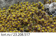 Синтрихия сельская полевая растет на камнях. Стоковое фото, фотограф Наталья Гармашева / Фотобанк Лори