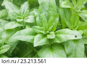 Шпинат огородный (Spinacia oleracea) Стоковое фото, фотограф Наталия Шевченко / Фотобанк Лори