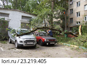 Рабочие убирают упавшее на стоянку дерево (2016 год). Редакционное фото, фотограф Павел Москаленко / Фотобанк Лори