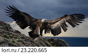 gyps flying mountains. Стоковое фото, фотограф Яков Филимонов / Фотобанк Лори