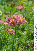 Альстремерия гибридная (Alstroemeria) Стоковое фото, фотограф Наталья Гармашева / Фотобанк Лори