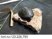 Черепаха на камне у воды. Стоковое фото, фотограф A Челмодеев / Фотобанк Лори