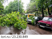 Падение дерева на припаркованные автомобили во дворе жилого дома во время грозы (2016 год). Редакционное фото, фотограф Сайганов Александр / Фотобанк Лори