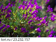 Ice-plant (Lampranthus multiradiatus) plant. Стоковое фото, фотограф Яков Филимонов / Фотобанк Лори