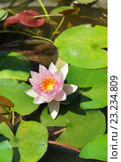 Кувшинка (Nymphaea) Стоковое фото, фотограф Наталья Гармашева / Фотобанк Лори