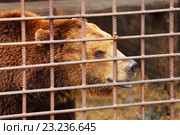 Бурый медведь в клетке. Стоковое фото, фотограф Анатолий Матвейчук / Фотобанк Лори