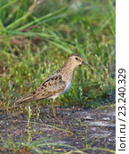 Взрослый белохвостый песочник (Calidris temminckii), птица на фоне травы. Ямало-Ненецкий автономный округ. Стоковое фото, фотограф Григорий Писоцкий / Фотобанк Лори