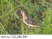 Взрослый белохвостый песочник (Calidris temminckii), самка с птенцом среди травы на берегу. Ямало-Ненецкий автономный округ. Стоковое фото, фотограф Григорий Писоцкий / Фотобанк Лори