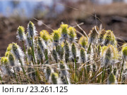 Пушица (Eriophorum vaginatum) Стоковое фото, фотограф Икан Леонид / Фотобанк Лори