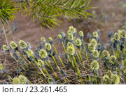 Пушица (Eriophorum vaginatum) Стоковое фото, фотограф Икан Леонид / Фотобанк Лори