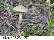 Подберёзовик обыкновенный (Leccinum scabrum) Стоковое фото, фотограф Игорь Долгов / Фотобанк Лори
