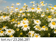Ромашки на лугу. Стоковое фото, фотограф Сергей Овчинников / Фотобанк Лори