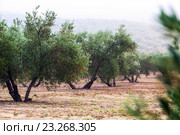 Black olives plant at agricultural fields. Стоковое фото, фотограф Яков Филимонов / Фотобанк Лори