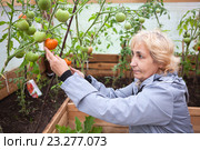 Женщина срывает красный спелый помидор с ветки. Стоковое фото, фотограф Кекяляйнен Андрей / Фотобанк Лори
