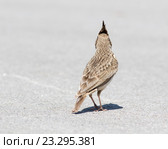 Жаворонок хохлатый. Crested Lark (Galerida cristata). Стоковое фото, фотограф Василий Вишневский / Фотобанк Лори