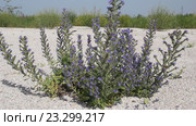 Синяк (лат. Echium) — род растений семейства Бурачниковые (Boraginaceae) на песчаной косе. Стоковое видео, видеограф Олег Хархан / Фотобанк Лори