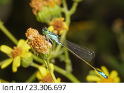 Стрекоза семейства Стрелки  (лат. Coenagrionidae) на желтом цветке. Стоковое фото, фотограф Наталья Гармашева / Фотобанк Лори