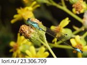 Стрекоза семейства Стрелки  (лат. Coenagrionidae) на желтом цветке. Стоковое фото, фотограф Наталья Гармашева / Фотобанк Лори