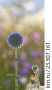 Мордовник шароголовый, Echinops sphaerocephalus. Стоковое фото, фотограф Iordache Magdalena / Фотобанк Лори