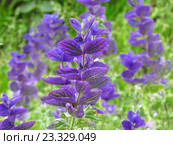 Сальвия синяя хорминумовая "Мраморные ворота" (Salvia horminum) Стоковое фото, фотограф Елена Осетрова / Фотобанк Лори