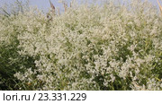 Качим метельчатый (лат. Gypsophila paniculata) — растение рода Качим, семейства Гвоздичные. Стоковое видео, видеограф Олег Хархан / Фотобанк Лори