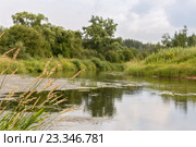 Колоски осоки на реке. Стоковое фото, фотограф Юрий Шурчков / Фотобанк Лори