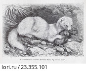 Африканский хорёк (Putorius furo) - рисунок из книги А. Брэма "Жизнь животных", 1896 год. Стоковая иллюстрация, иллюстратор Вера Смолянинова / Фотобанк Лори