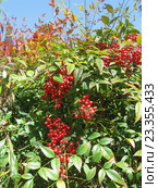 Декоративный кустарник нандина домашняя (лат. Nandina domestica) с красными ягодами. Стоковое фото, фотограф Галина Хорошман / Фотобанк Лори