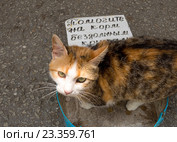 Объявление о сборе денег на корм для бездомных животных. Стоковое фото, фотограф Вячеслав Палес / Фотобанк Лори