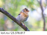 Вьюрок, или юрок (лат. Fringilla montifringilla). Молодая птица на ветке. Ямало-Ненецкий автономный округ. Стоковое фото, фотограф Григорий Писоцкий / Фотобанк Лори