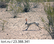 Чернохвостый заяц  (Lepus californicus) бежит среди креозотовых кустов.  Биг Бенд национальный парк, Техас, США (2016 год). Стоковое фото, фотограф Ирина Кожемякина / Фотобанк Лори