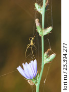 Паук-сенокосец или паук-долгоножка  (лат. Pholcidae)  на цикории (лат. Cichorium). Малая глубина резкости. Стоковое фото, фотограф Наталья Гармашева / Фотобанк Лори