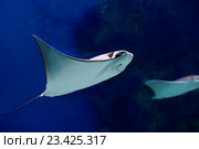Морской скат хвостокол. Стоковое фото, фотограф Галина Савина / Фотобанк Лори