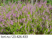 Вереск обыкновенный (лат. Calluna vulgaris) Стоковое фото, фотограф Елена Коромыслова / Фотобанк Лори