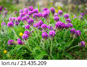 Клевер луговой (Trifolium pratense L.) Стоковое фото, фотограф Роман Ушаков / Фотобанк Лори