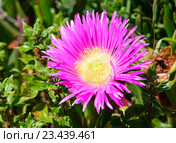 Pink flowers (Carpobrotus) closeup. Стоковое фото, фотограф Юрий Брыкайло / Фотобанк Лори