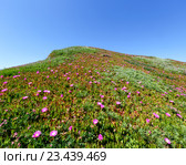 Pink flowers (Carpobrotus) on hillside. Стоковое фото, фотограф Юрий Брыкайло / Фотобанк Лори