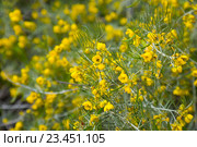 senna artemisioides yellow flowers. Стоковое фото, фотограф Яков Филимонов / Фотобанк Лори