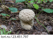 Гриб дождевик  (лат. Lycoperdon) в лесу. Стоковое фото, фотограф Татьяна Синицына / Фотобанк Лори