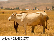Две коровы. Стоковое фото, фотограф Emelinna / Фотобанк Лори