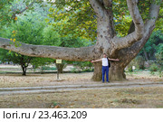 Старый платан (лат. Platanus orientalis) в Алуште рядом с бывшим домом купца В.Г. Стахеева. Стоковое фото, фотограф Наталья Гармашева / Фотобанк Лори