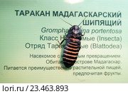 Мадагаскарский шипящий таракан в Дарвиновском музее (2015 год). Редакционное фото, фотограф Сергей Лаврентьев / Фотобанк Лори