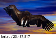 flying gyps in the sky. Стоковое фото, фотограф Яков Филимонов / Фотобанк Лори