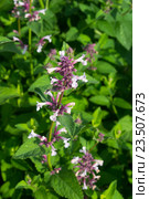 Цветущая мята полевая (Mentha arvensis) Стоковое фото, фотограф Светлана Шимкович / Фотобанк Лори