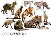 Set of African predators isolated over white. Стоковое фото, фотограф Яков Филимонов / Фотобанк Лори