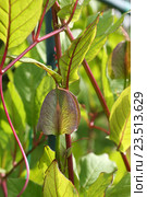 Кобея готовится к цветению, бутон. Кобея лазающая, фиолетовая (Cobaea scandens, Climbing Cobae ) Стоковое фото, фотограф Щеголева Ольга / Фотобанк Лори