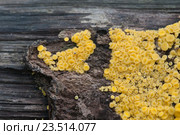 Аскомицет Bisporella citrina [Calycella citrina] Стоковое фото, фотограф Александр Курлович / Фотобанк Лори