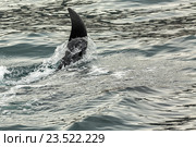 Косатки - Orcinus orca, Тихий океан. Акватория возле полуострова Камчатка. Стоковое фото, фотограф Юлия Машкова / Фотобанк Лори